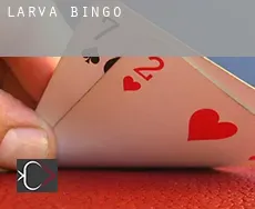 Larva  bingo